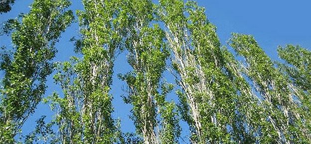 posadka-topolyaglav
