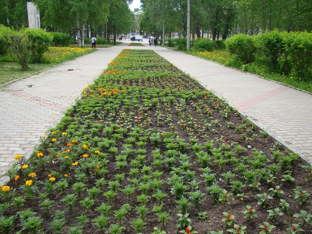 cvetniki 01