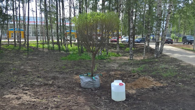 ozeleneniye michura 005