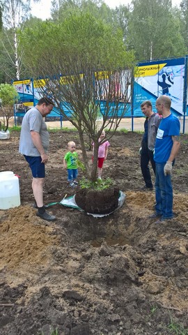 ozeleneniye michura 007