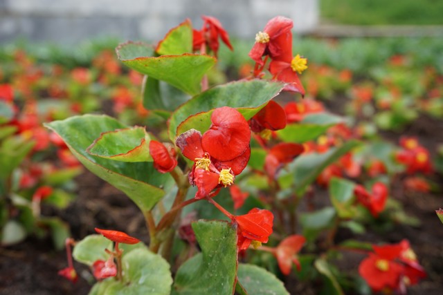 vysadka 05